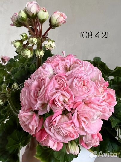 Пеларгония герань