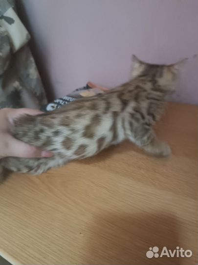 Бенгальская