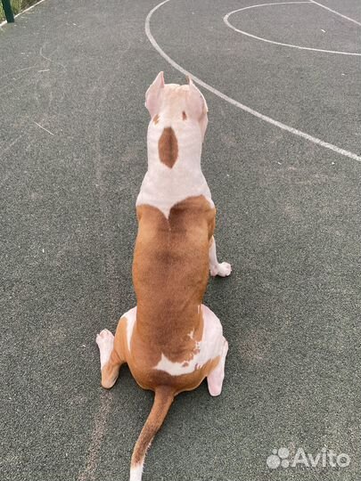 Питбуль вязка