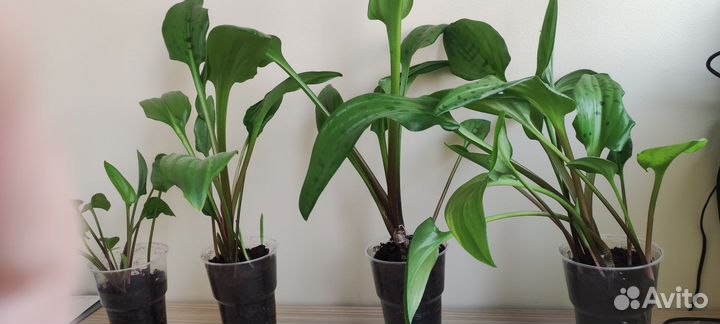 Дримиопсис