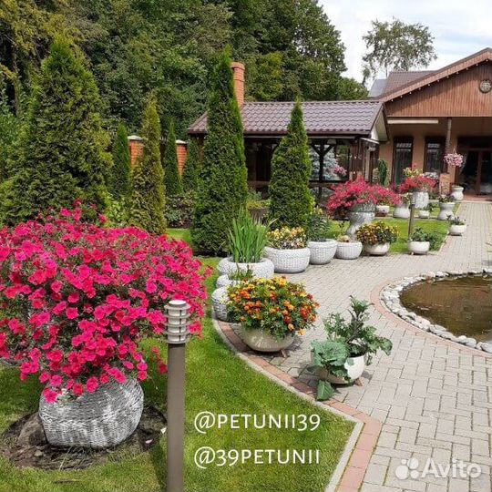 Петунии Калининград