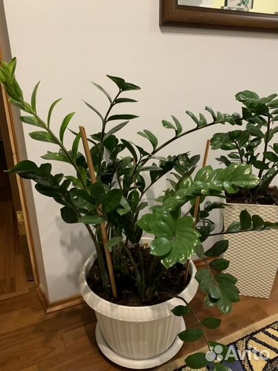 Замиокулькас (долларовое, денежное дерево)