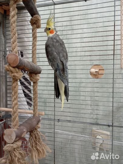 Попугаи Корелла