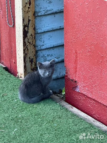 Котята ищут любящую семью