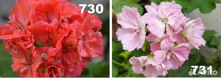 Пеларгонии стеллары,кактусные и др,все в тексте