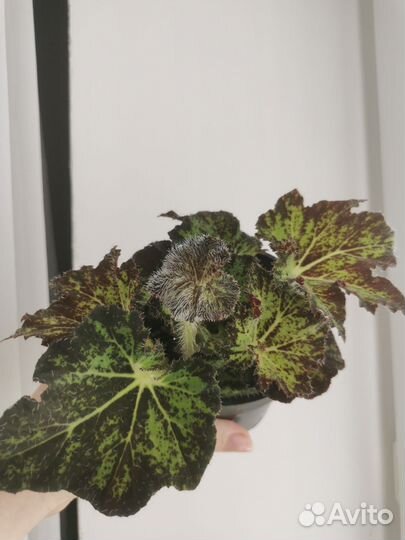 Бегония Palomar prince