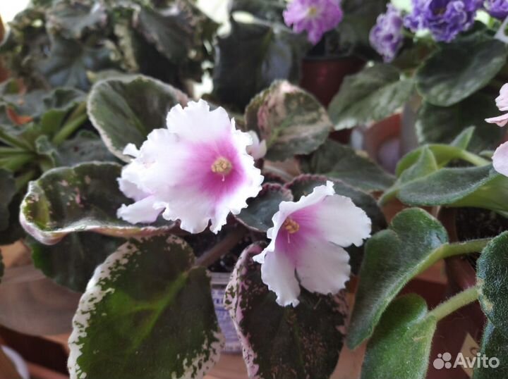 Лист на срез. Фиалки сортовые