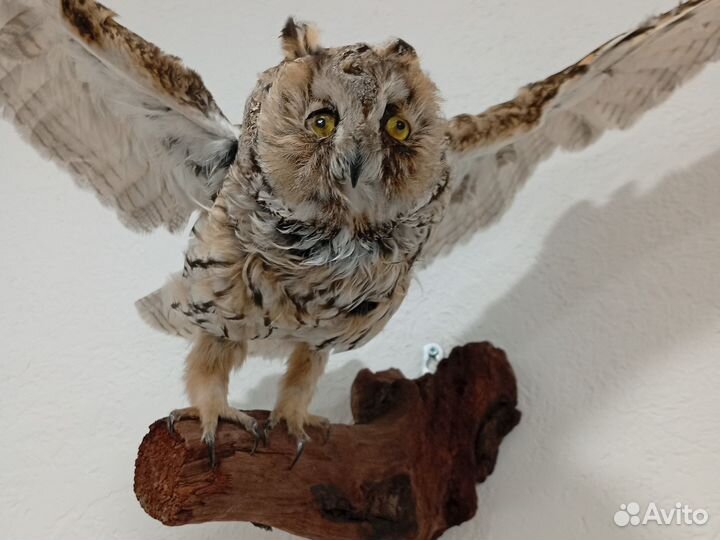 Чучело птицы