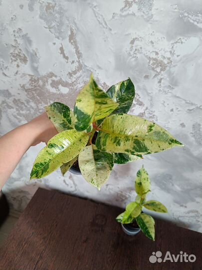 Фикус Шривериана Муншайн (Schrijveriana)