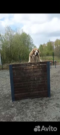 Испанский мастиф. Вязка