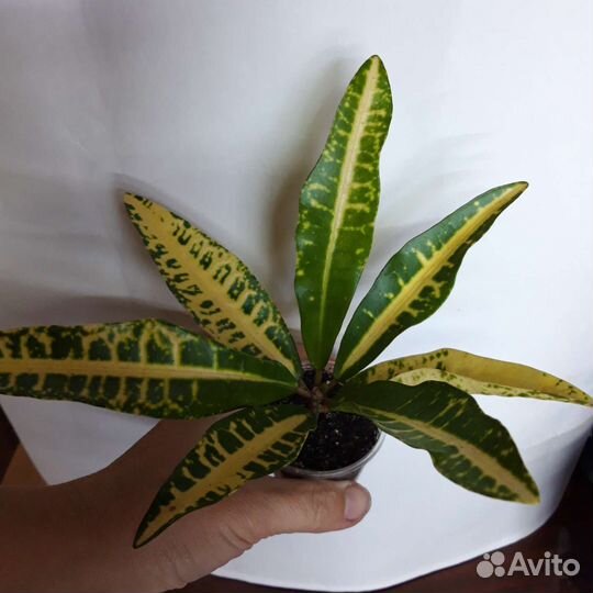 Гемантус, филодендрон, сингониум, кротон, фикус