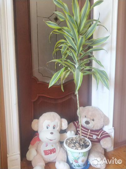 Драцена пальма