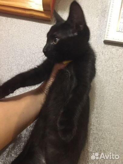 Черный котенок