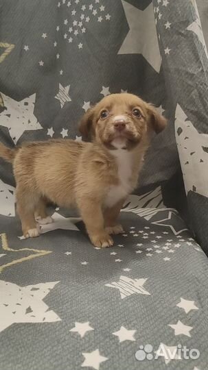 Щенок от маленькой собачки