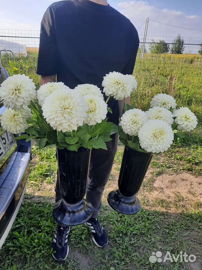 Георгины клубни