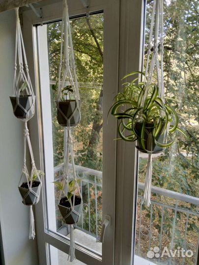 Кашпо для вьющихся растений