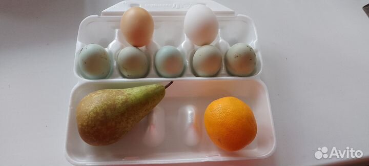 Инкубационное яйцо Ухейилюй, цыплята