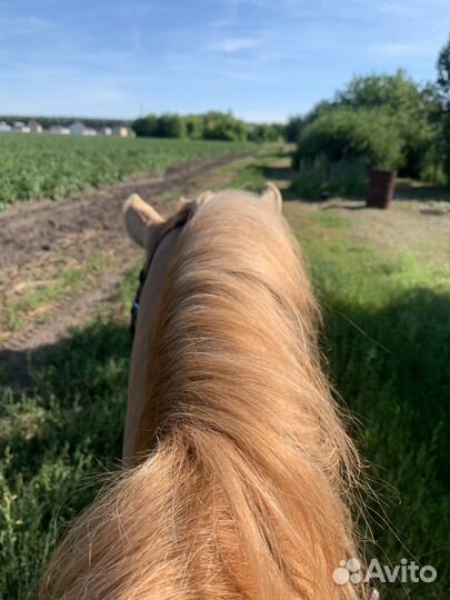 Верховые прогулки