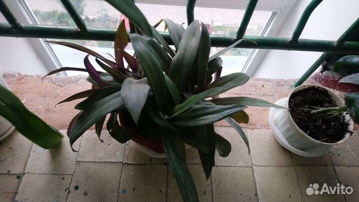 Растение золотой ус