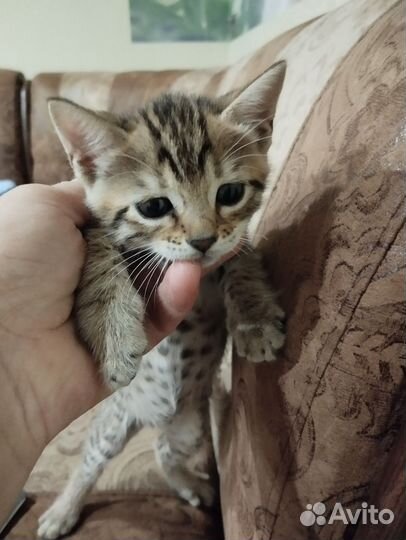 Отдам в добрые руки кошечку, к лотку приучена