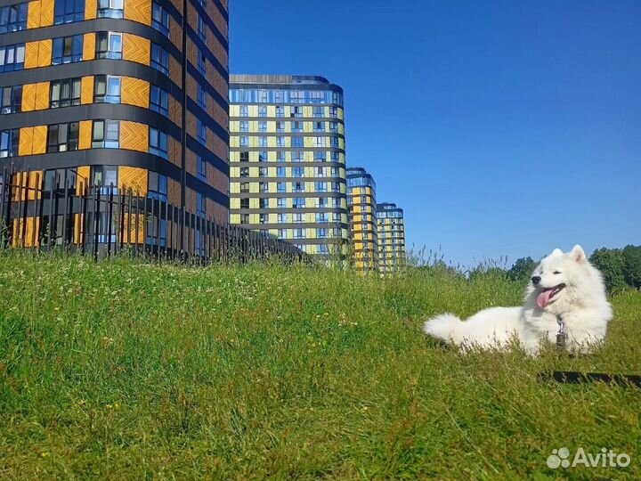 Догситтер / выгул