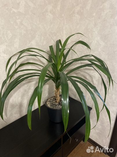 Хлорофитум