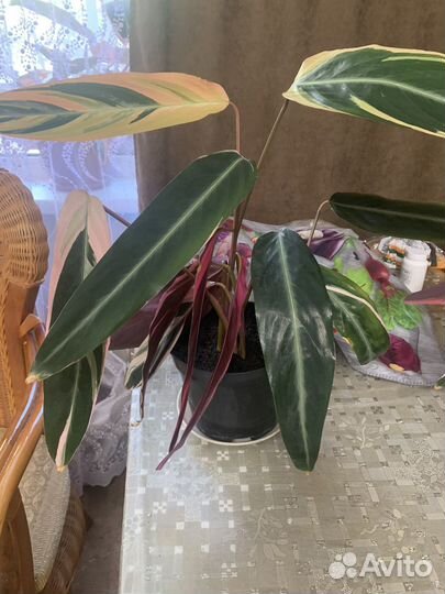 Строманта триколор