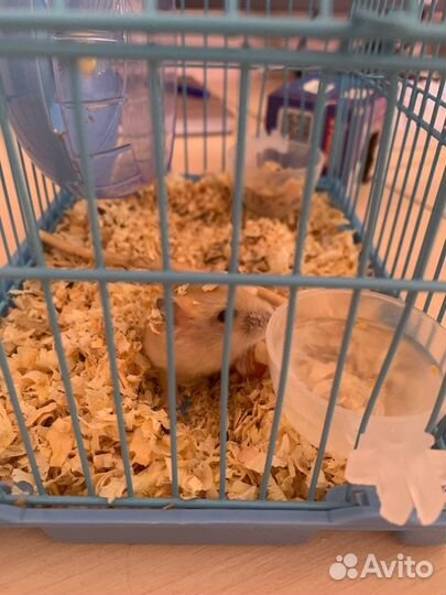 Хомяк с клеткой