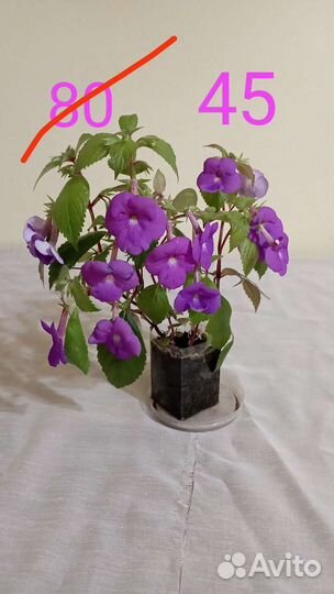 Ахименес ампельный