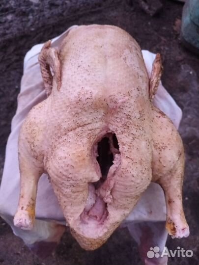 Мясо утки