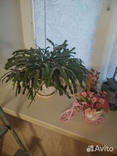 Декабрист шлюмбергера сортовые