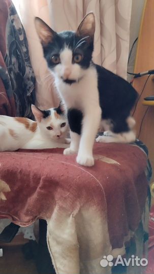 Котята счастья