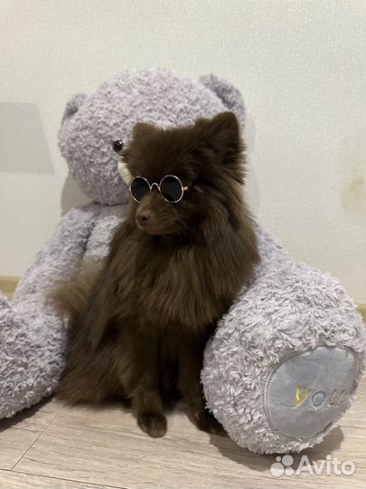 Шпиц кобель вязка