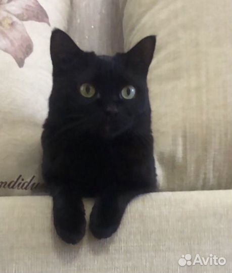 Отдам в добрые руки