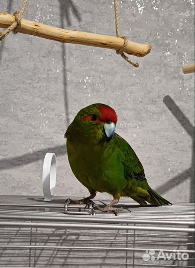 Ручной попугай какарик