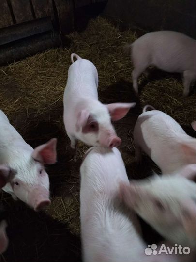 Поросенок крупно-белая