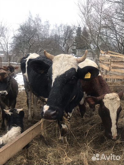 Коровы, тёлка