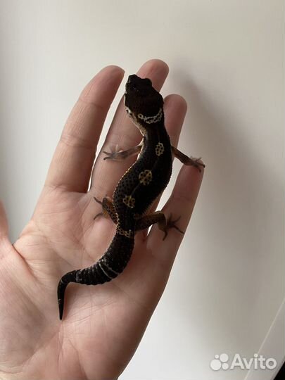 Эублефар Black Night