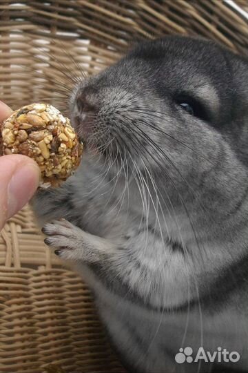 Передержка мелких животных