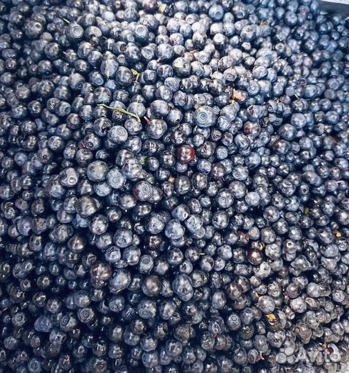 Черника, голубика