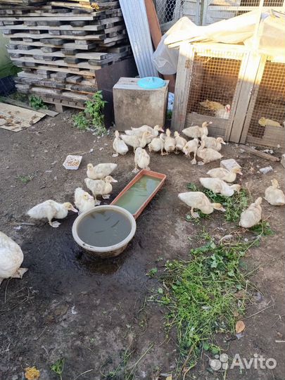 Индоутки разных возрастов цвет белый