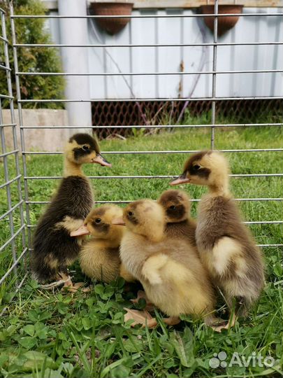 Инкубационное яйцо индийского бегунка