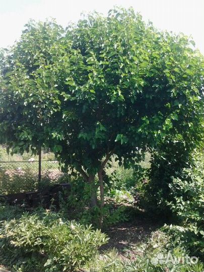 Шелковица (тутовник) саженцы сеянцы