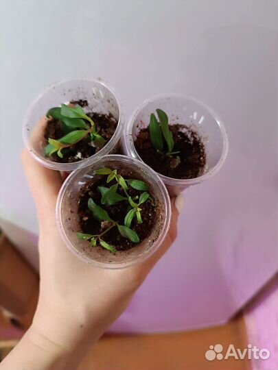 Львиный зев ампельный вегетативный