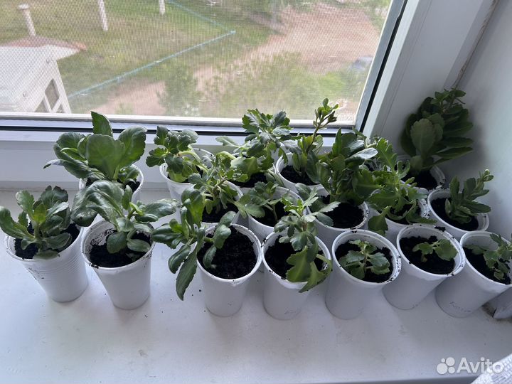 Каланхоэ цветущий и денежное дерево