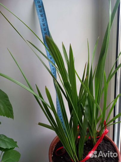 Финик канарский