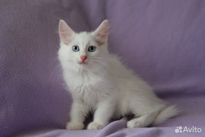 Турецкая ангора отдыхает