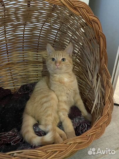Котенок Лаки