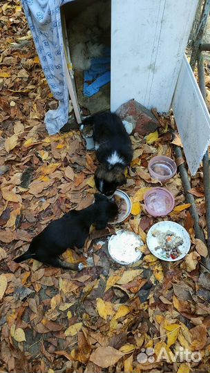 Малышка Нюша