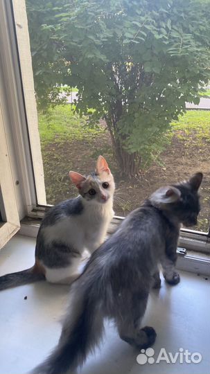 Котята в добрые руки даром москва
